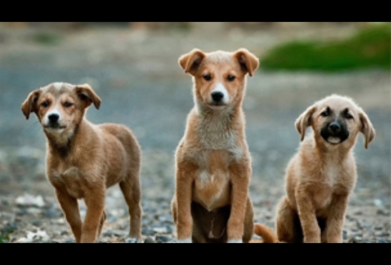 Día Internacional del Animal sin Hogar